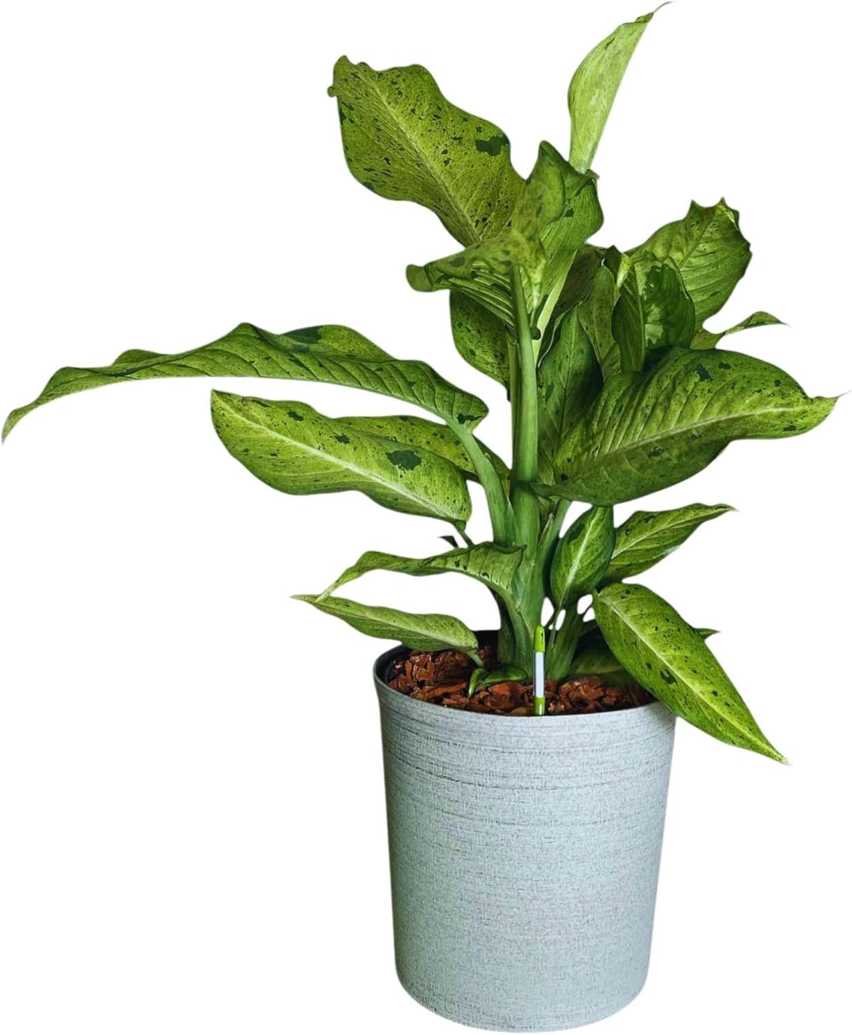 Dieffenbachia Camouflage Live Indoor/Outdoor Plant, 10 in Grower Pot