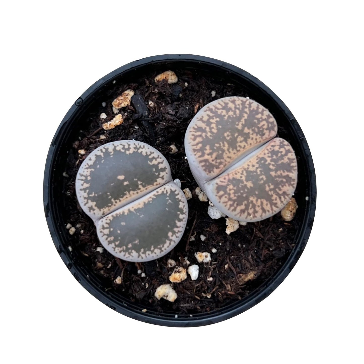 Lithops & Succulent Collection
