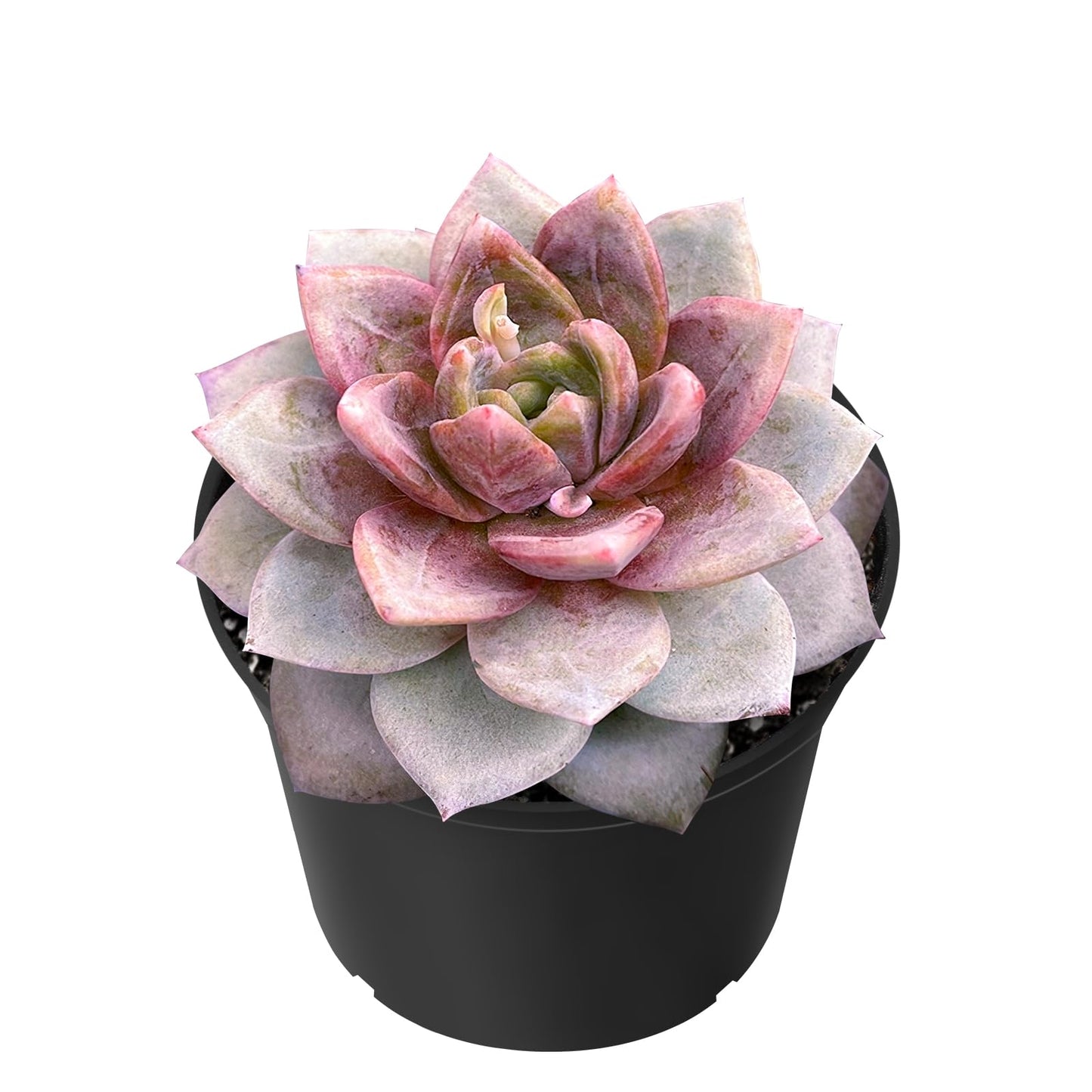 Sprout N Green Echeveria Minima, 1 Live Mini Succulent Plant Fully Rooted in 2 inch Starter Pot, Real House Plant for Indoor Outdoor Home Office Wedding Decoration Party Favor