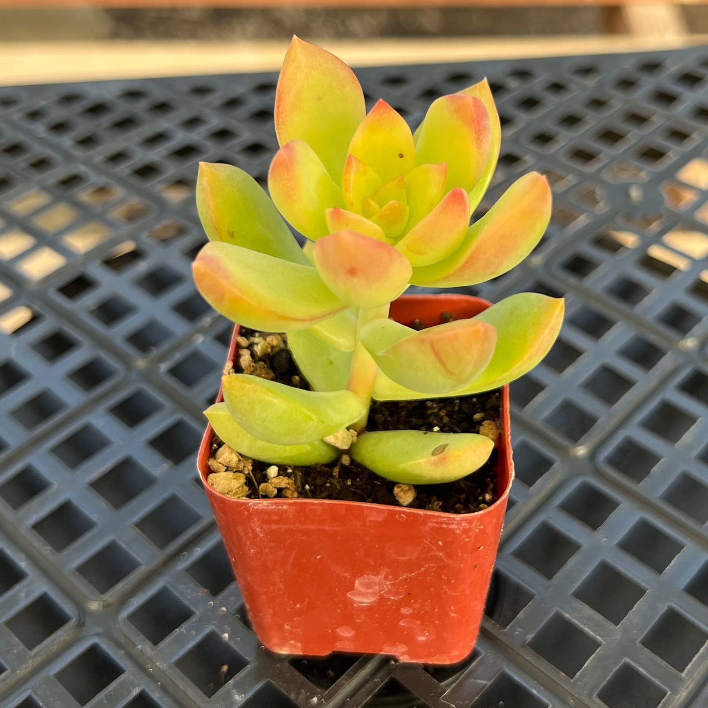 Lithops & Succulent Collection