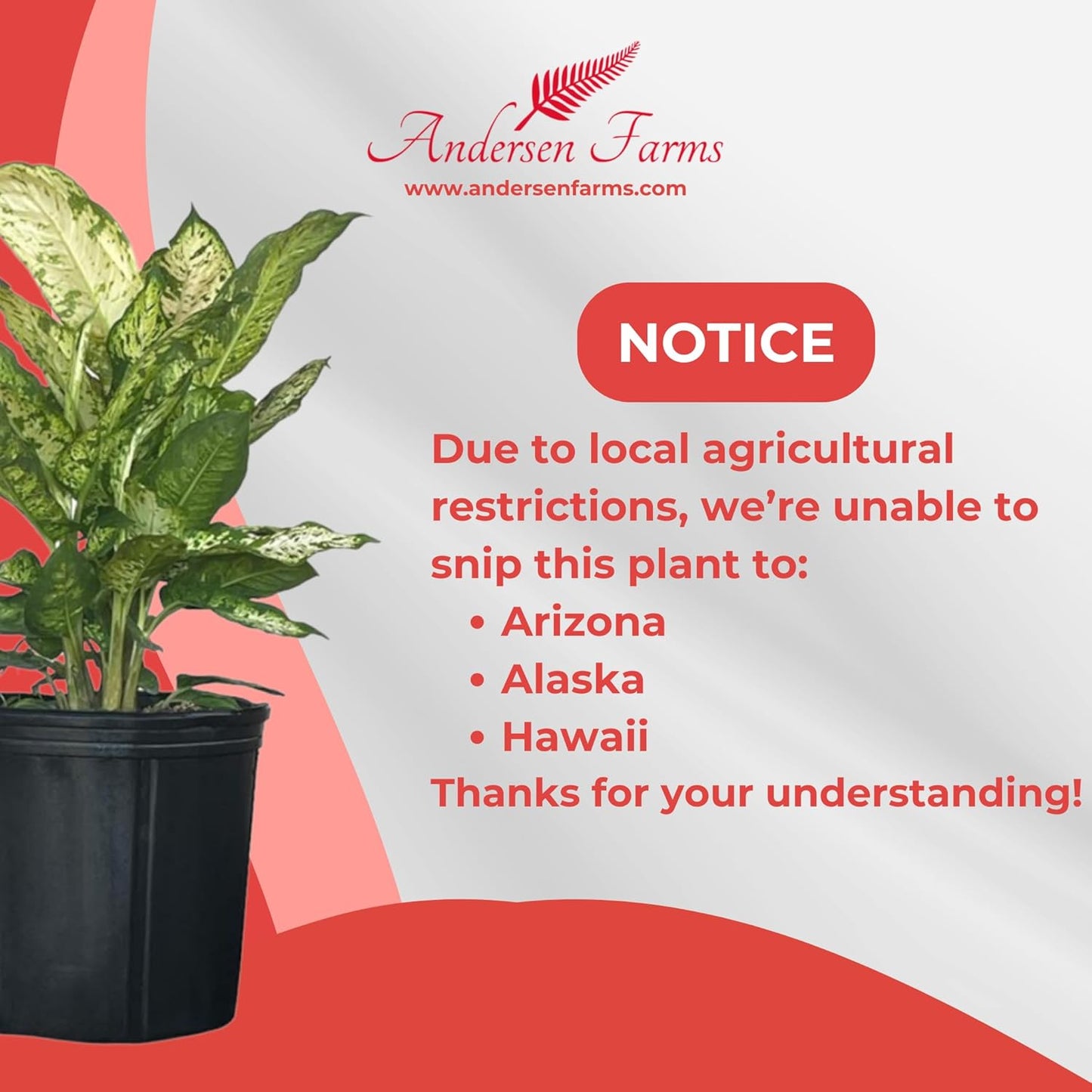 Dieffenbachia Sublime Live Plant – Indoor/Outdoor, 10-inch Grower Pot