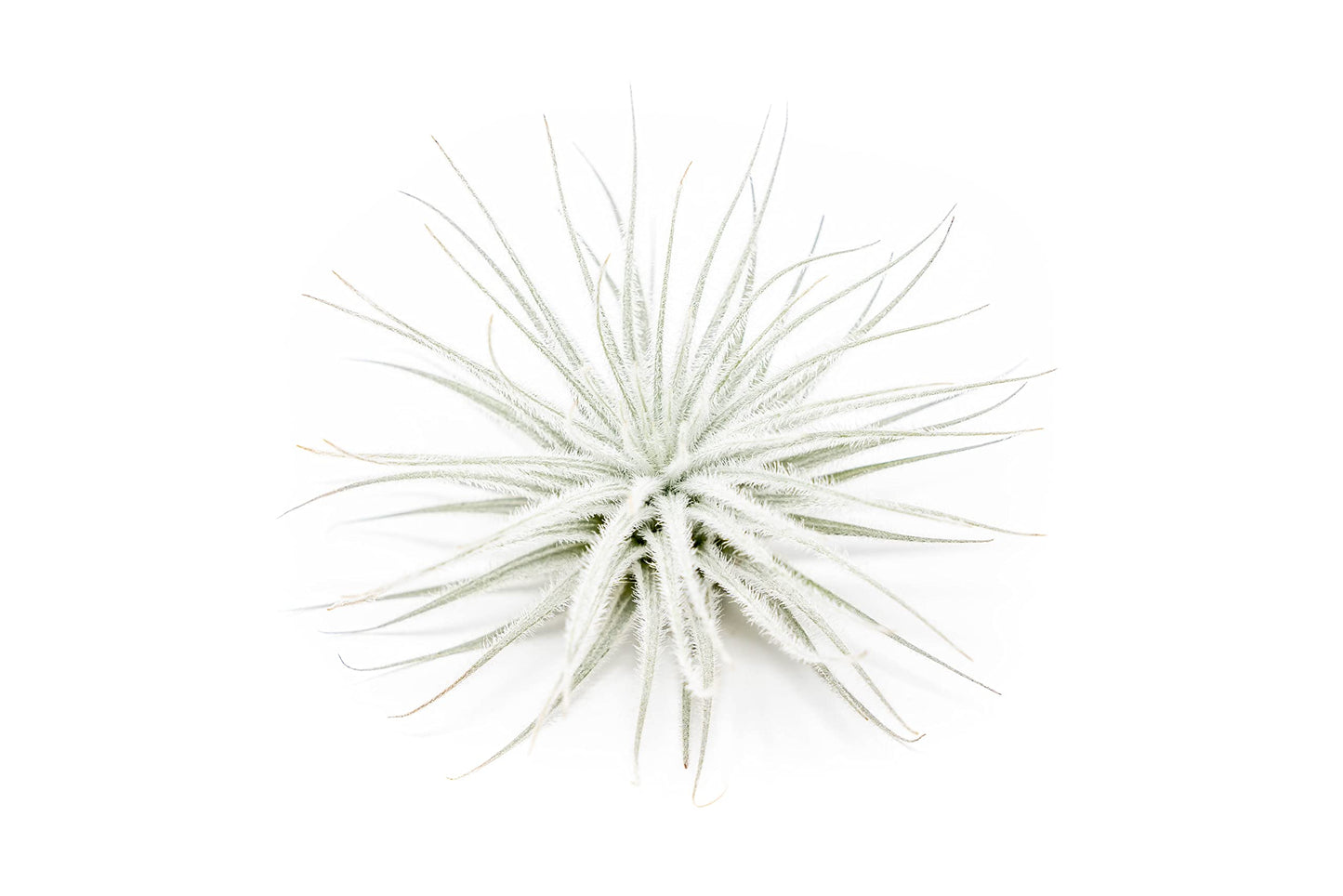 Jumbo Tectorum Ecuador Air Plant