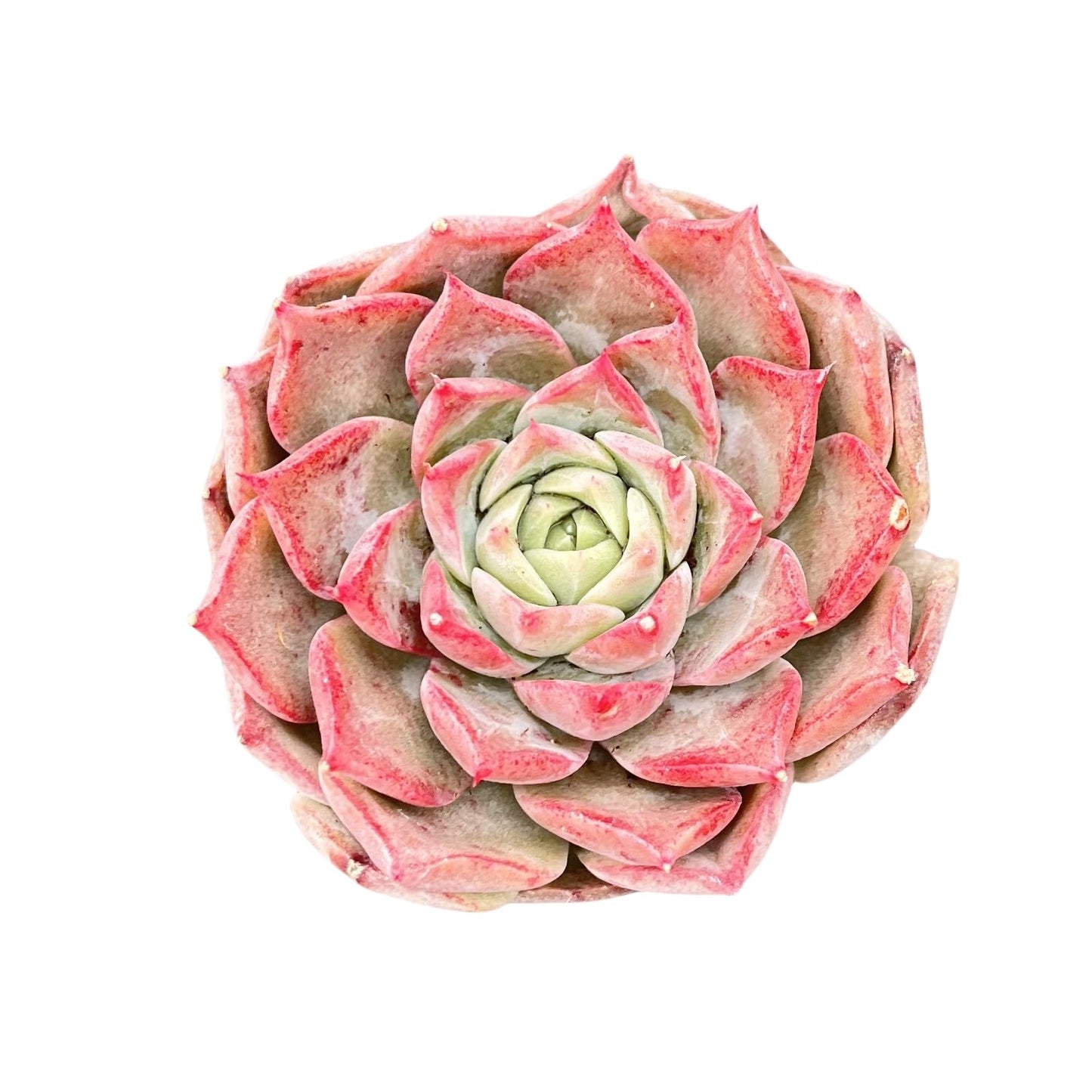 Sprout N Green Echeveria Minima, 1 Live Mini Succulent Plant Fully Rooted in 2 inch Starter Pot, Real House Plant for Indoor Outdoor Home Office Wedding Decoration Party Favor