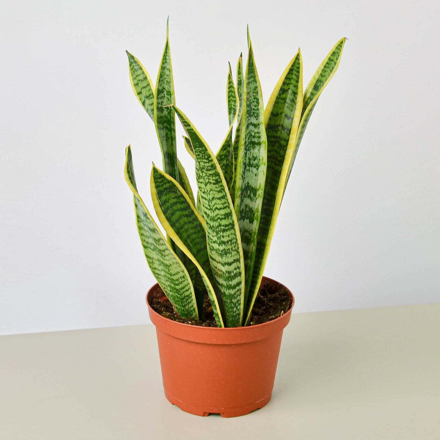 Snake Plants