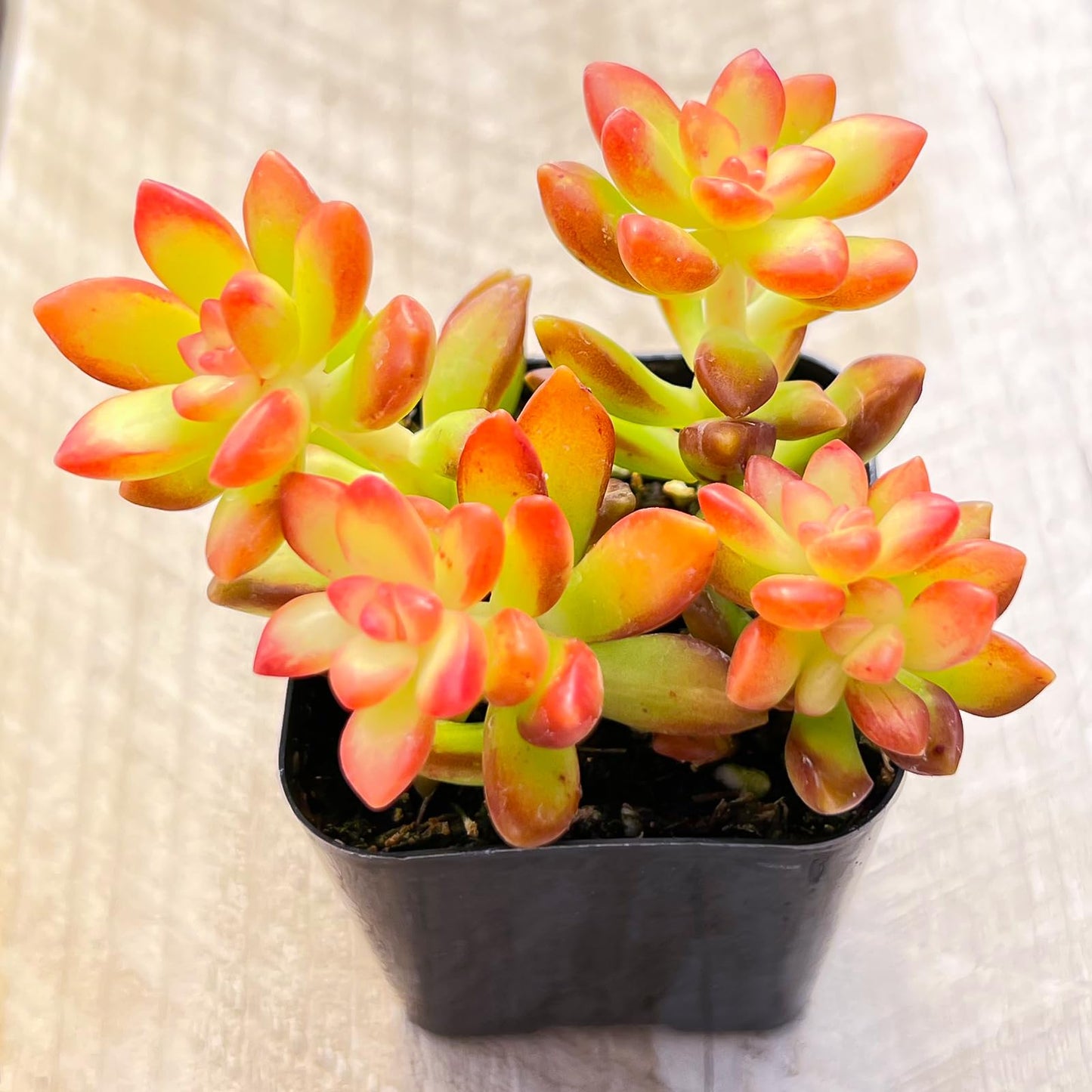 Lithops & Succulent Collection