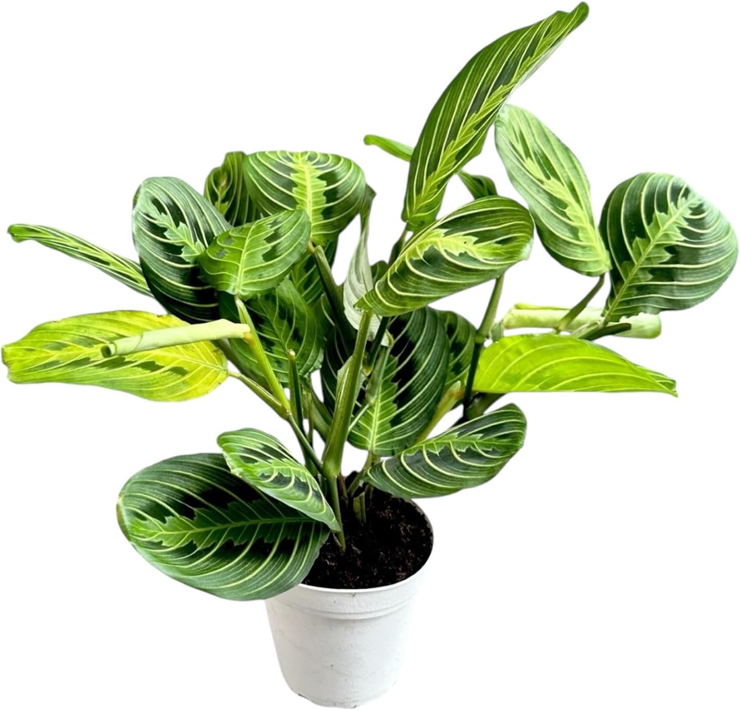 Lemon Lime Prayer Plant Maranta