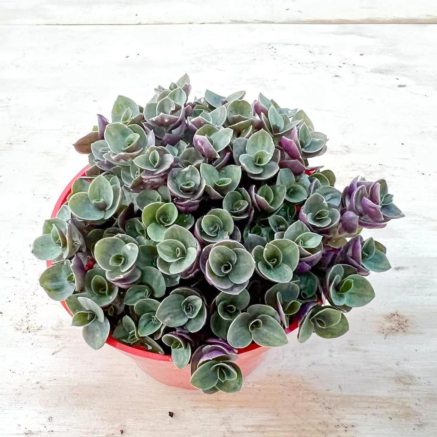 4" Trailing Succulents