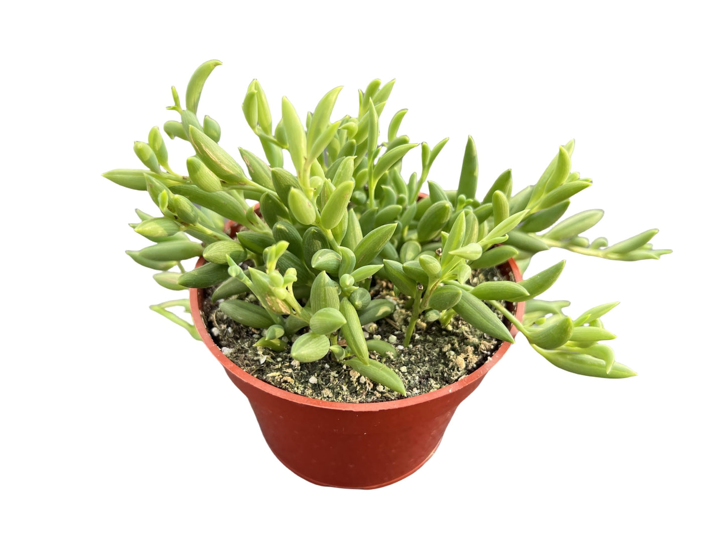 4" Trailing Succulents