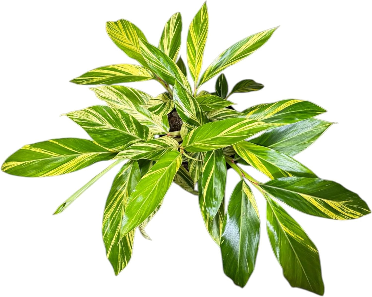 Alpina Varigated Ginger Live Plant, Indoor/Outdoor, 10-inch Grower Pot