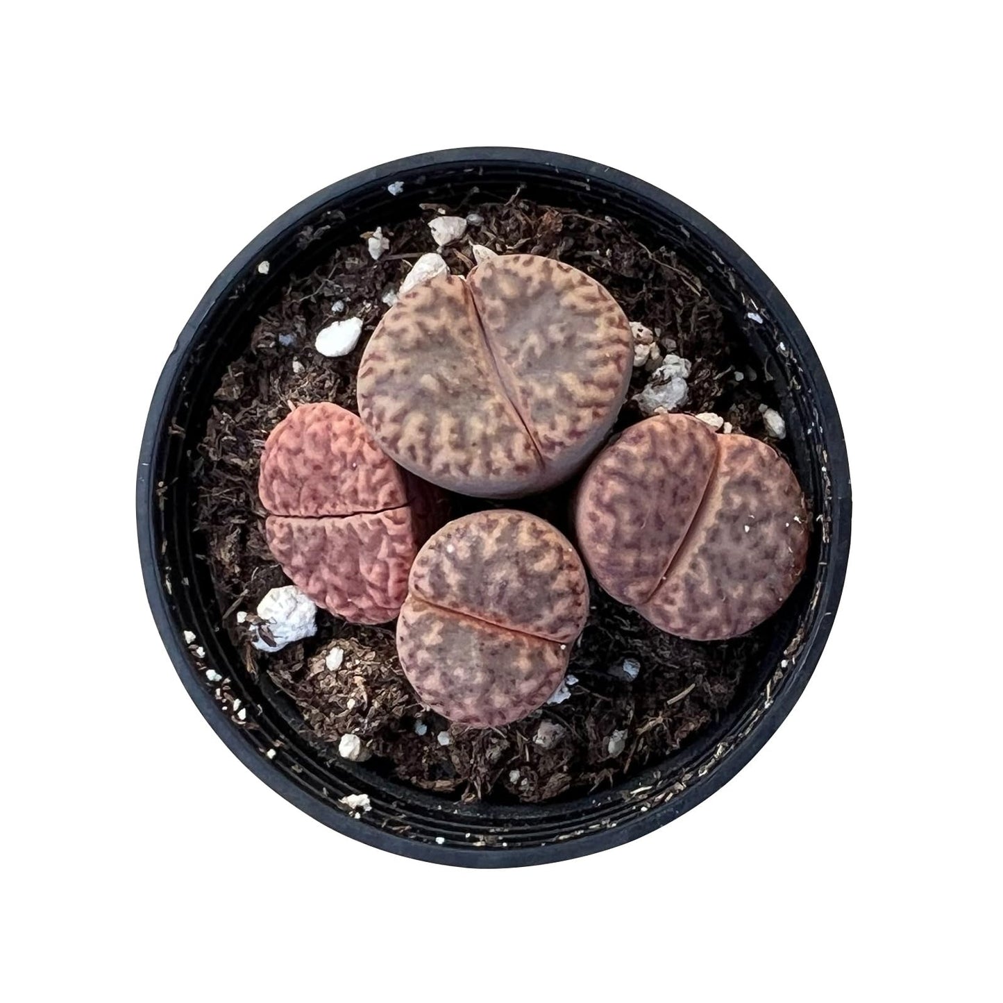 Lithops & Succulent Collection