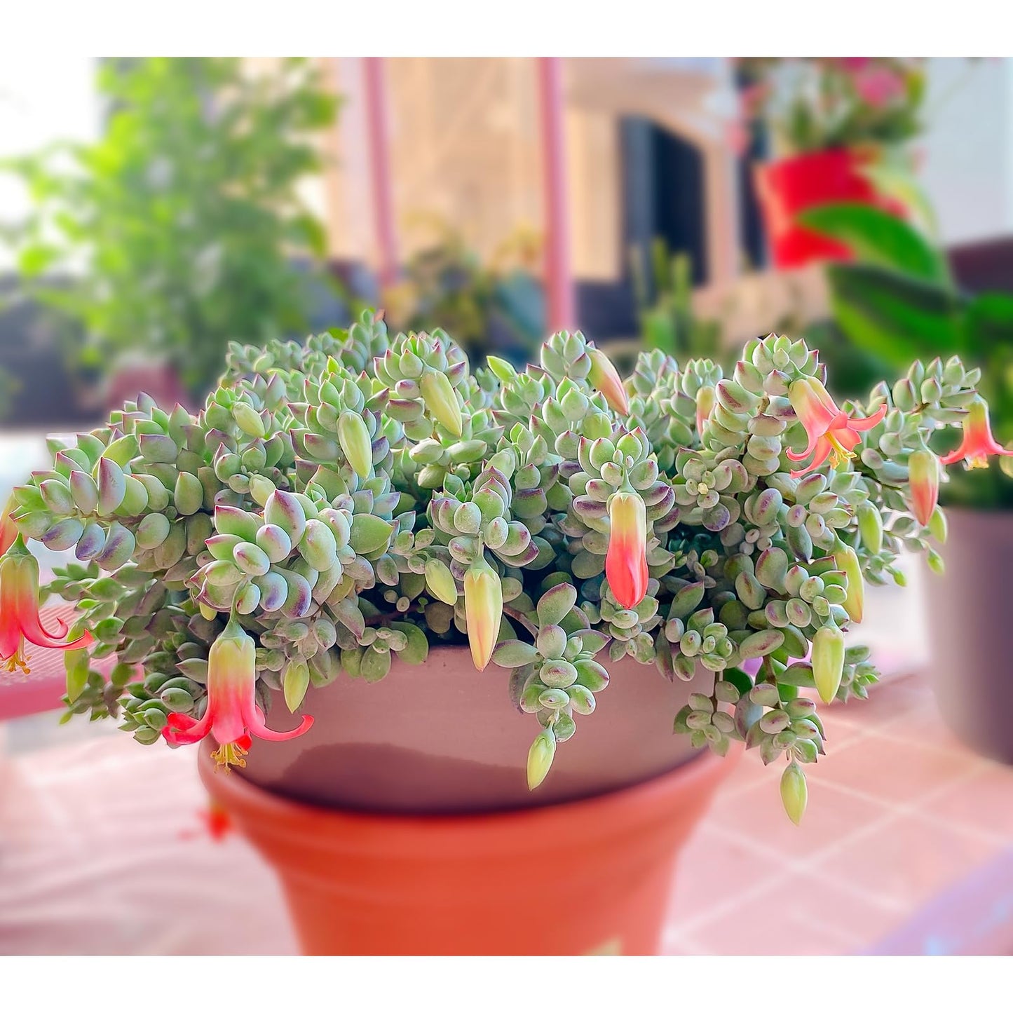 4" Trailing Succulents