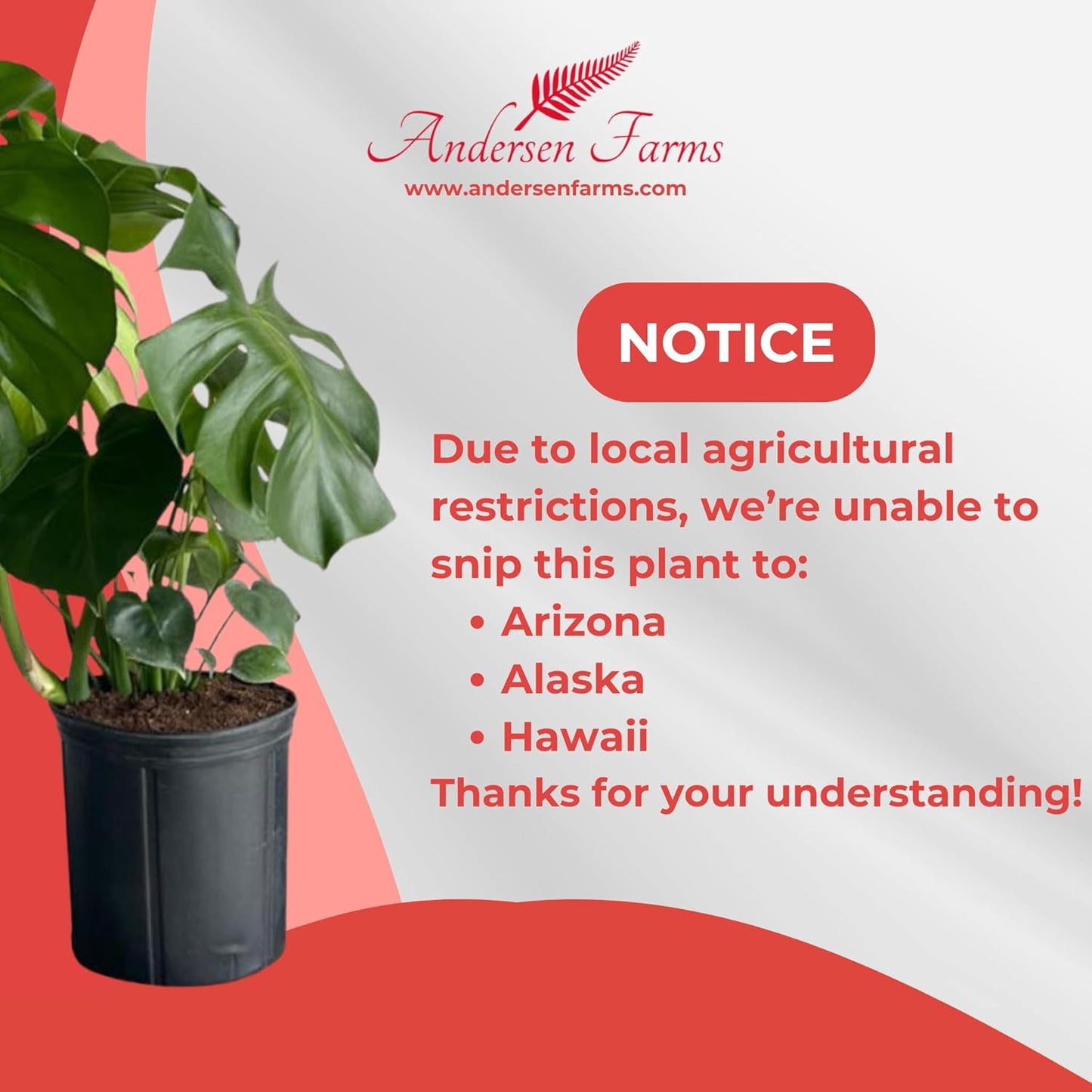 Philodendron Monstera Live Plant Indoor/Outdoor in 10 in Grower Pot