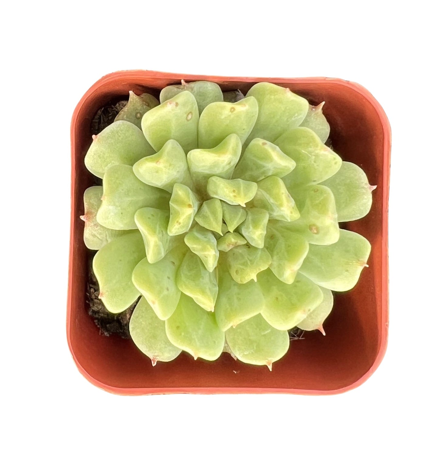 Sprout N Green Echeveria Minima, 1 Live Mini Succulent Plant Fully Rooted in 2 inch Starter Pot, Real House Plant for Indoor Outdoor Home Office Wedding Decoration Party Favor