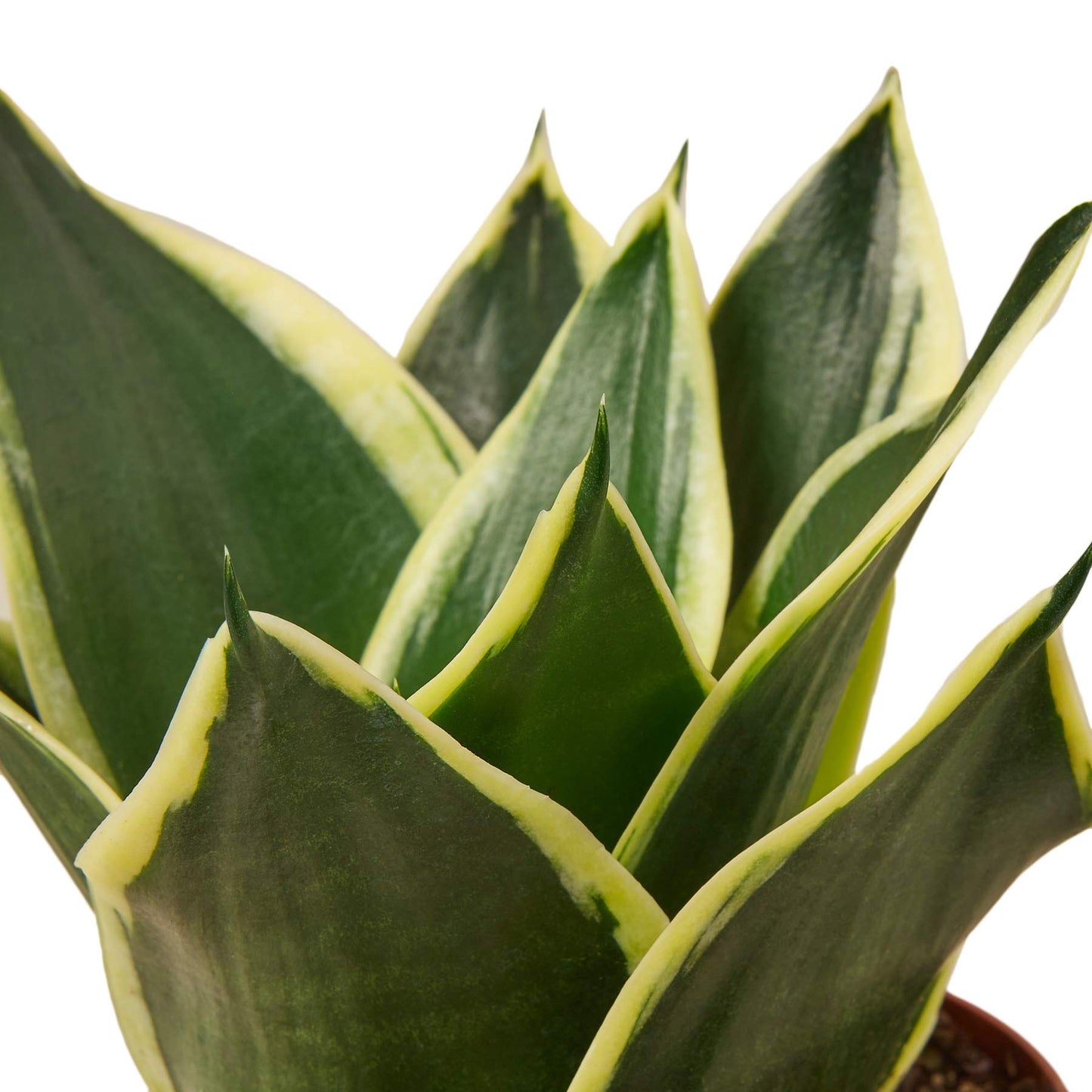 Snake Plants