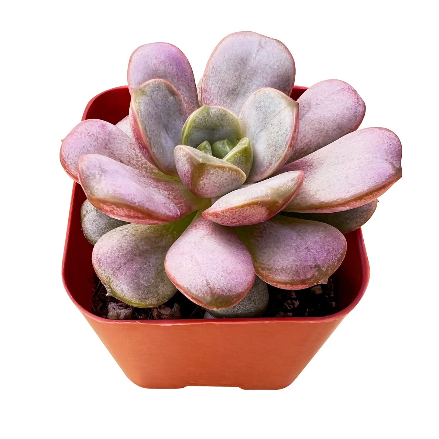 Sprout N Green Echeveria Minima, 1 Live Mini Succulent Plant Fully Rooted in 2 inch Starter Pot, Real House Plant for Indoor Outdoor Home Office Wedding Decoration Party Favor