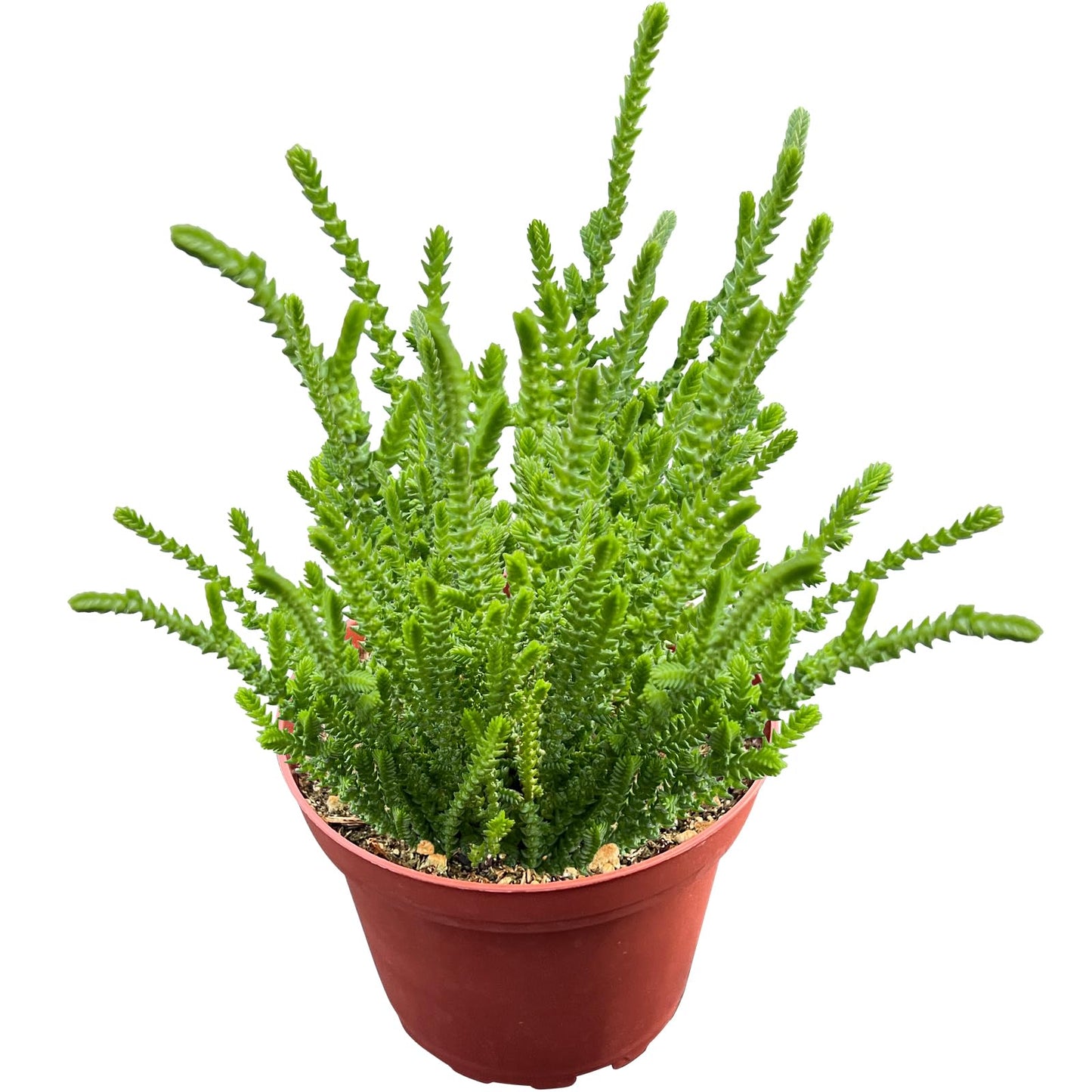 4" Trailing Succulents