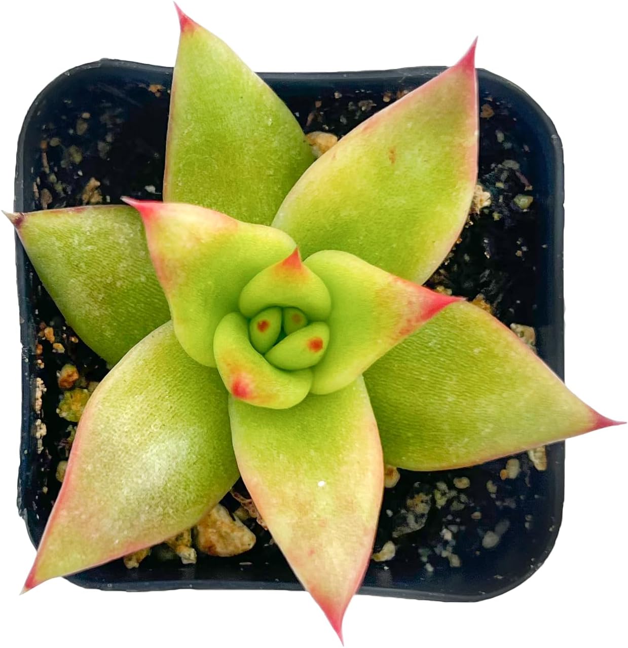 Sprout N Green Echeveria Minima, 1 Live Mini Succulent Plant Fully Rooted in 2 inch Starter Pot, Real House Plant for Indoor Outdoor Home Office Wedding Decoration Party Favor