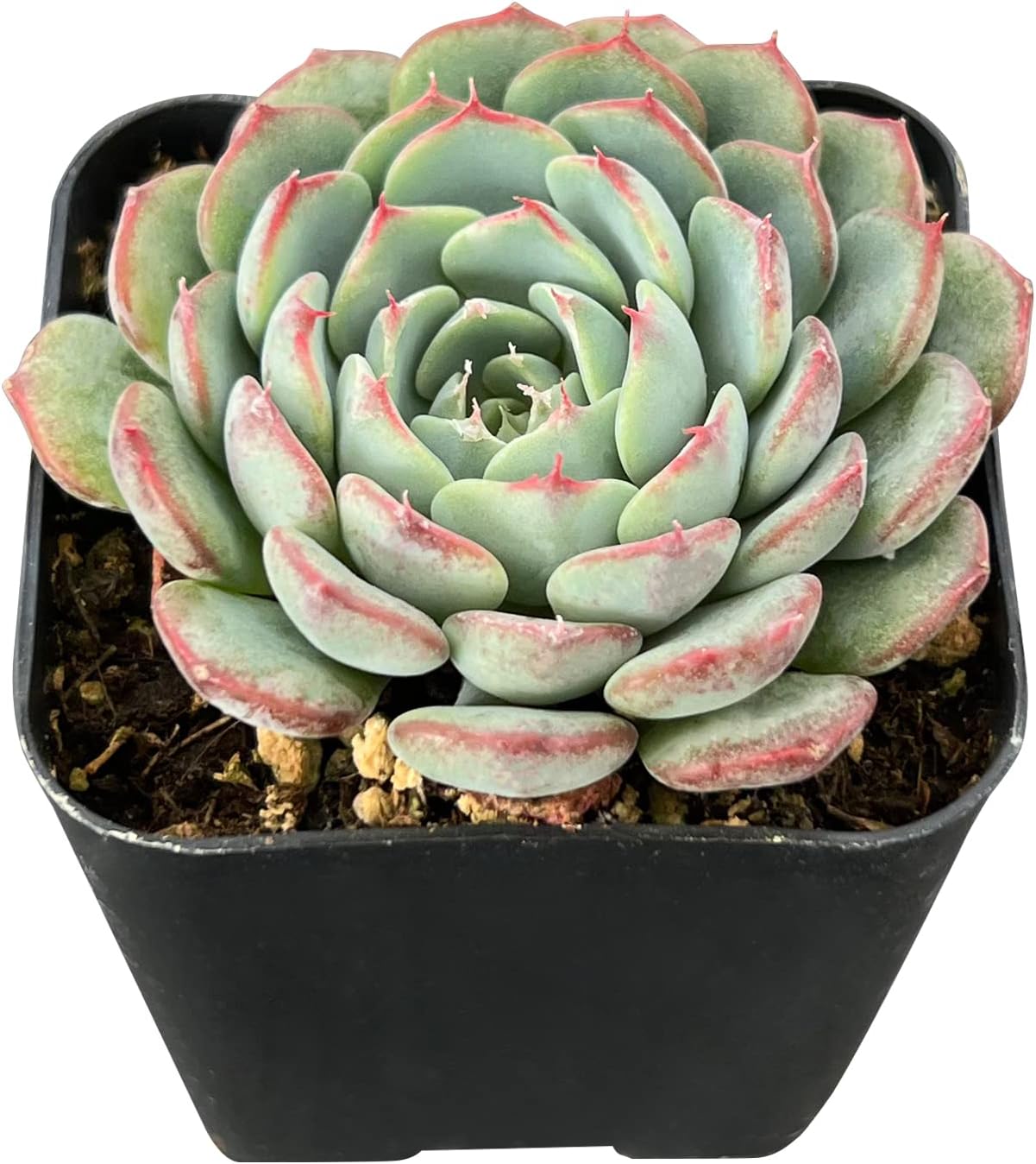 Sprout N Green Echeveria Minima, 1 Live Mini Succulent Plant Fully Rooted in 2 inch Starter Pot, Real House Plant for Indoor Outdoor Home Office Wedding Decoration Party Favor