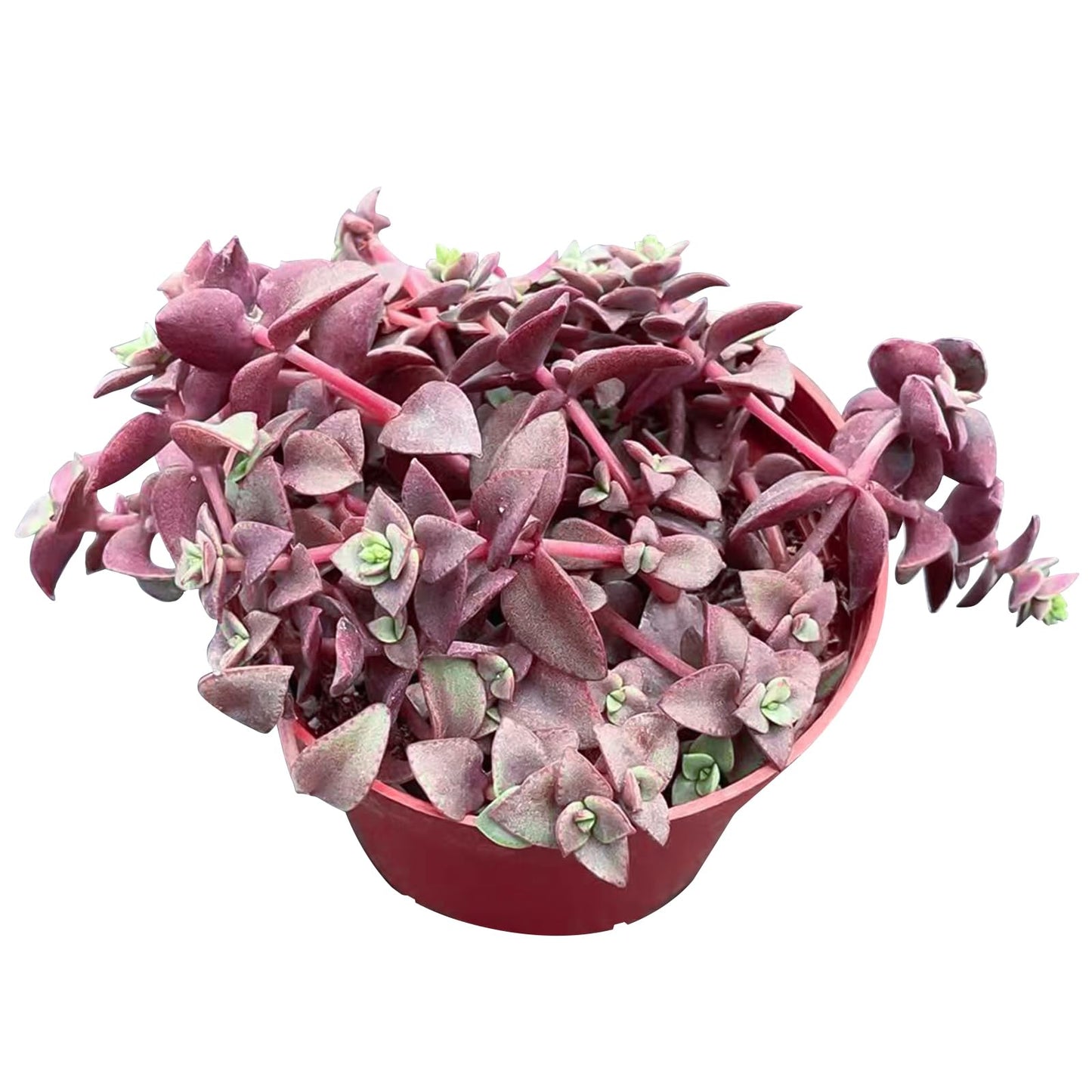4" Trailing Succulents