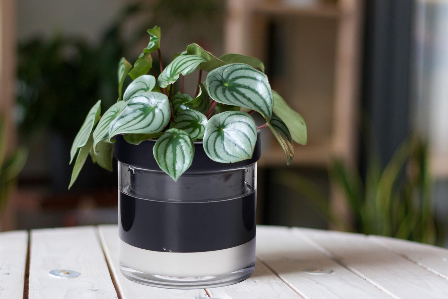 Self Watering Planter Pot Terracotta and Glass