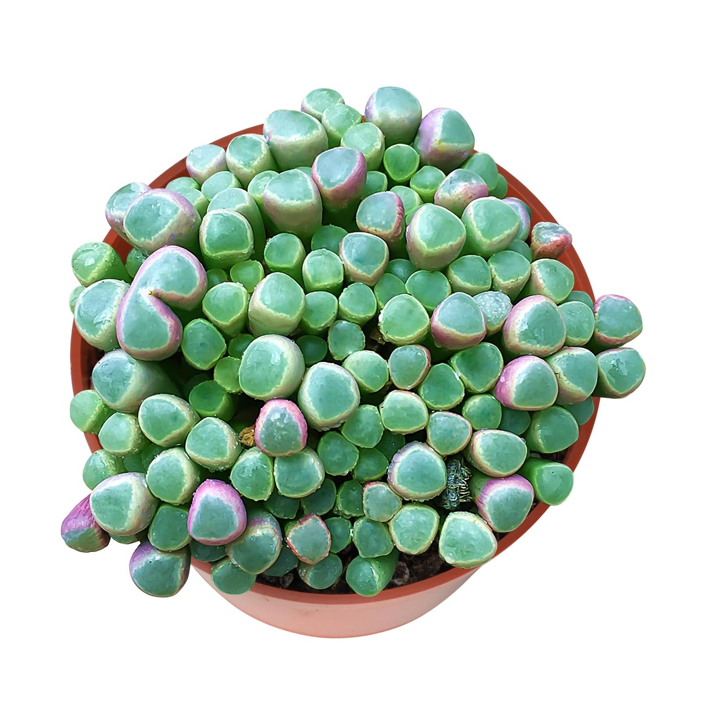 4" Trailing Succulents