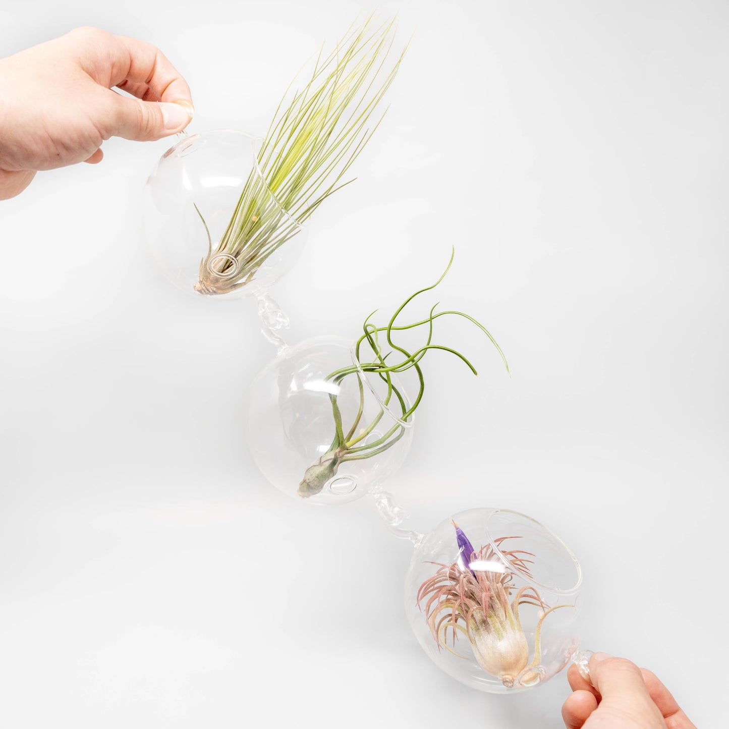 Double Hook Terrariums with Air Plants (Set 3)
