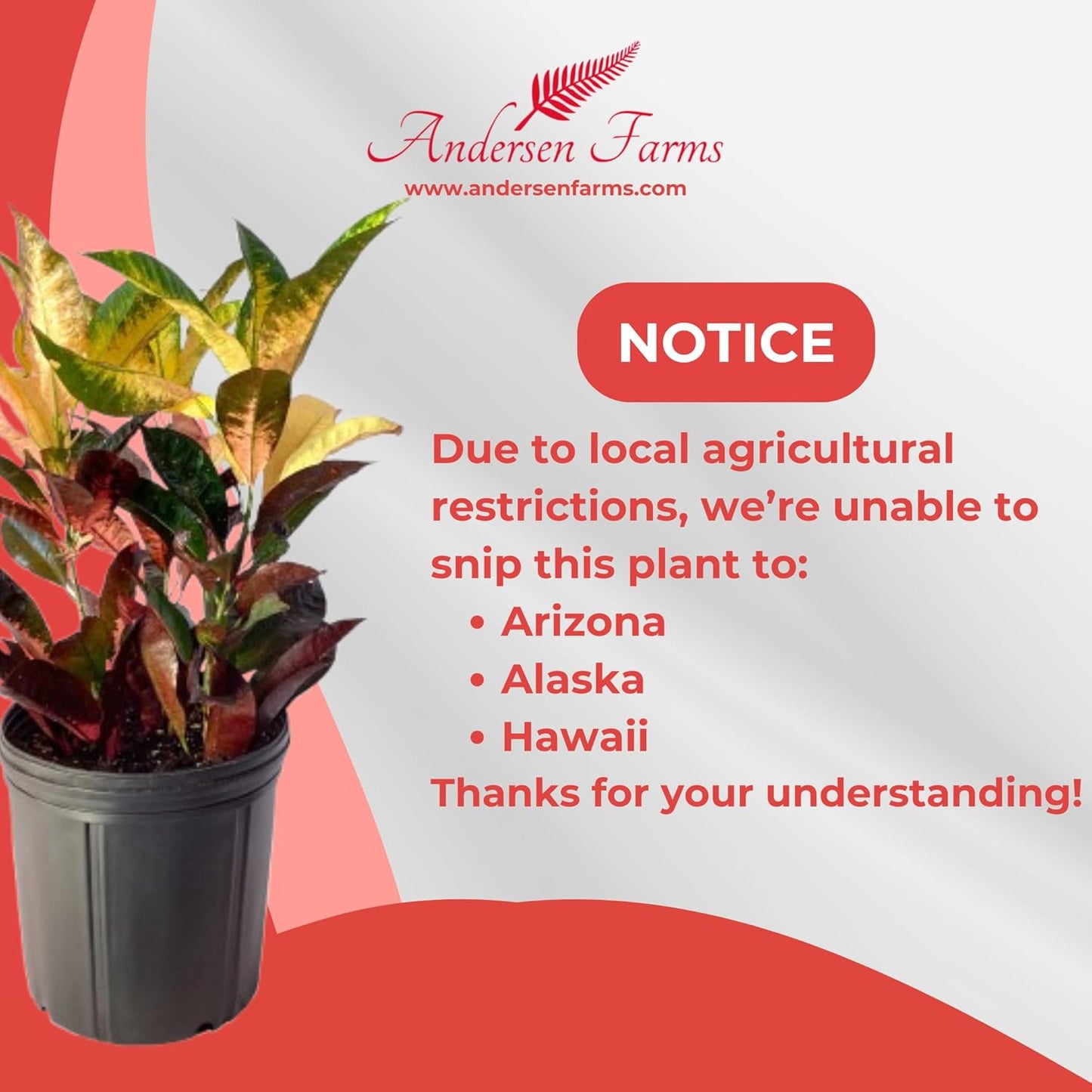 Croton Petra โ Live Tropical Plant in 10-Inch Grower Pot | Indoor & Outdoor Use