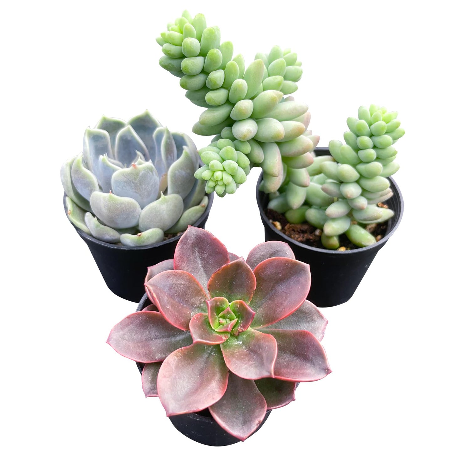Lithops & Succulent Collection