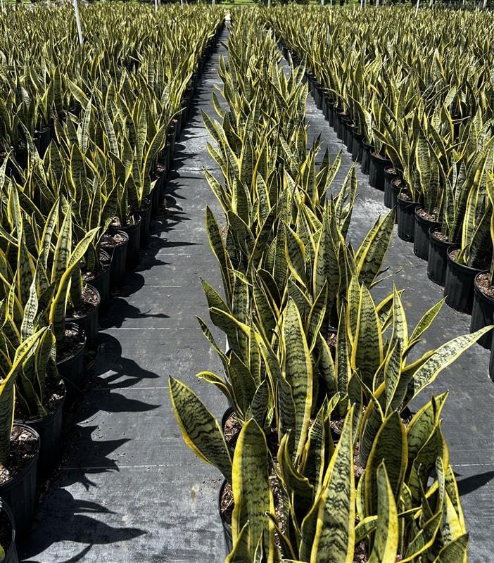 Sansevieria Laurentii Live Plant Indoor/Outdoor in 10 in Grower Pot, Green, Yellow