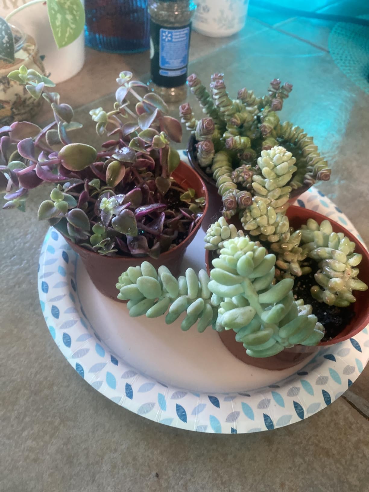 4" Trailing Succulents