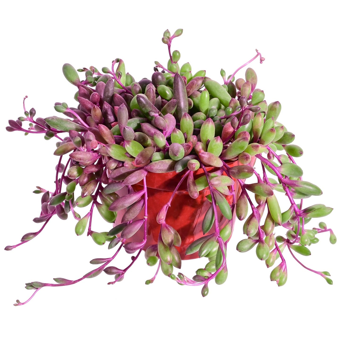 4" Trailing Succulents