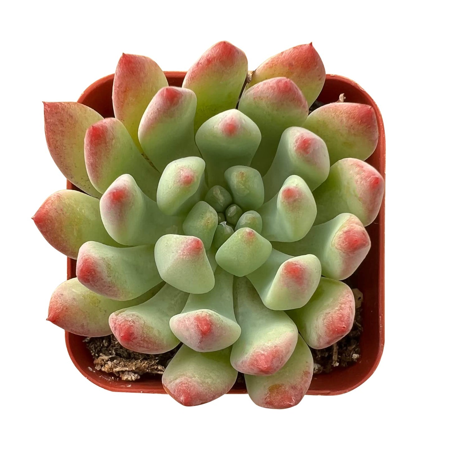 Lithops & Succulent Collection