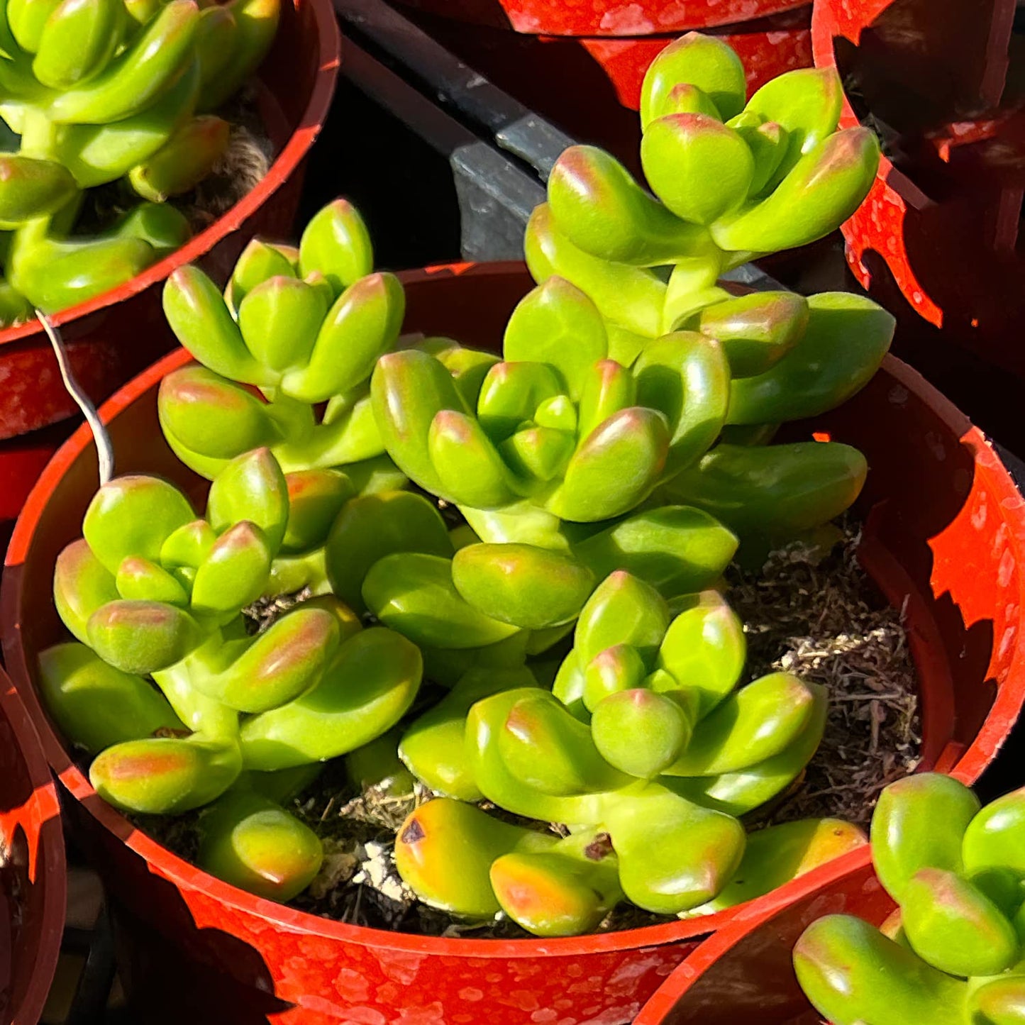 4" Trailing Succulents
