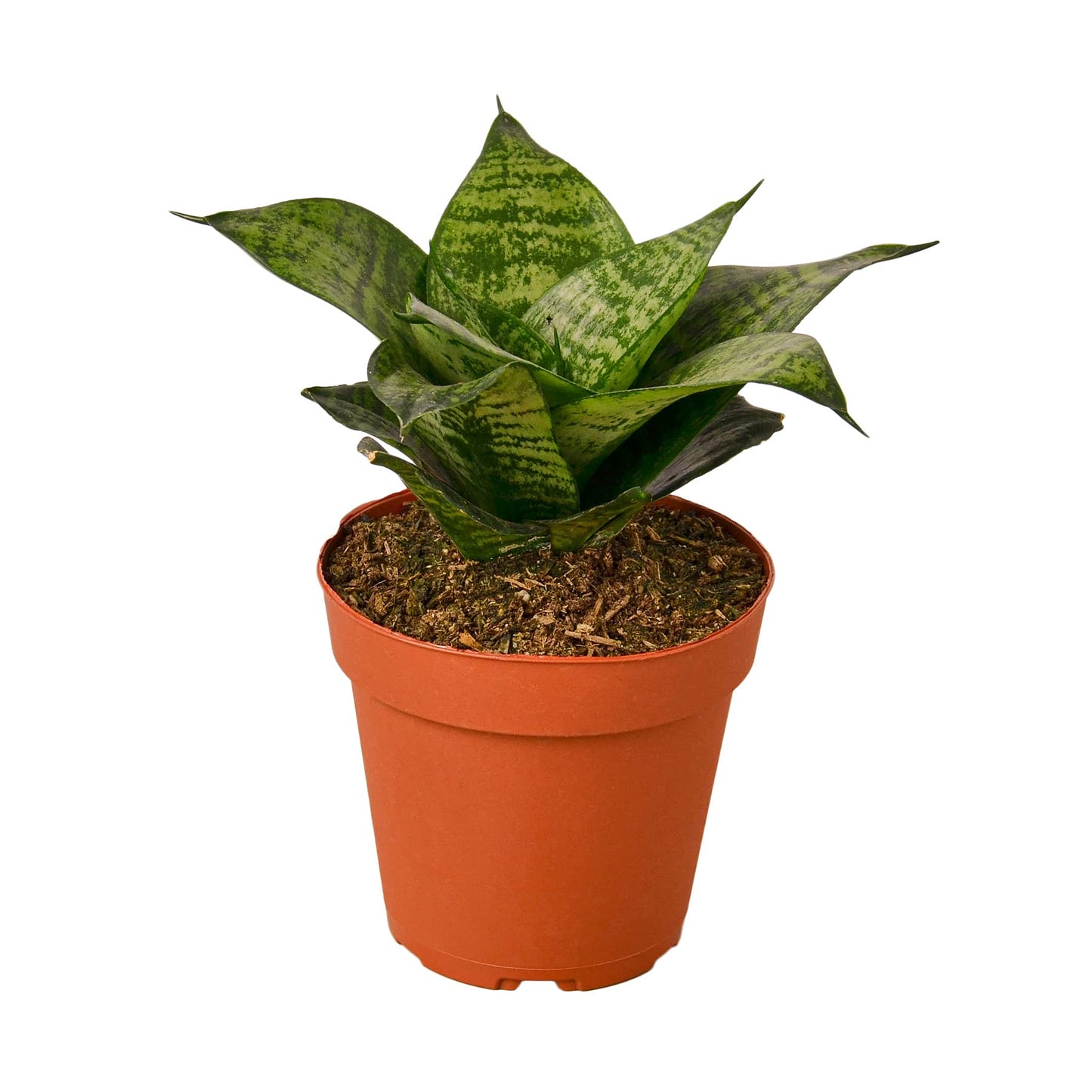 Snake Plants