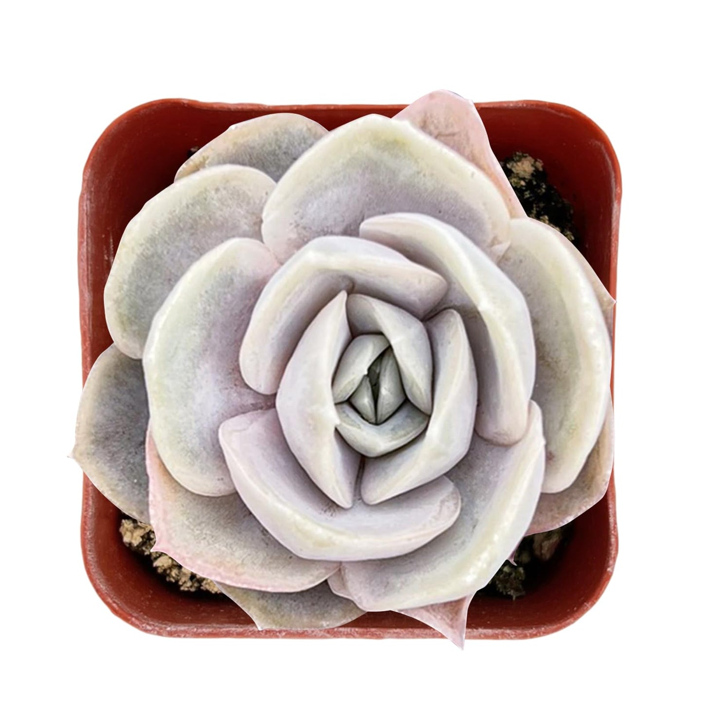 Lithops & Succulent Collection