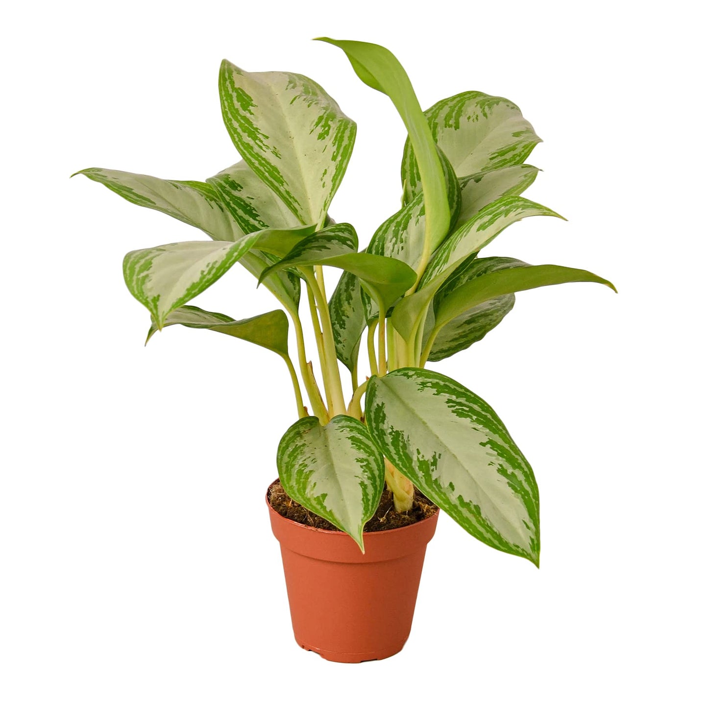 Aglaonemas (Chinese Evergreen)