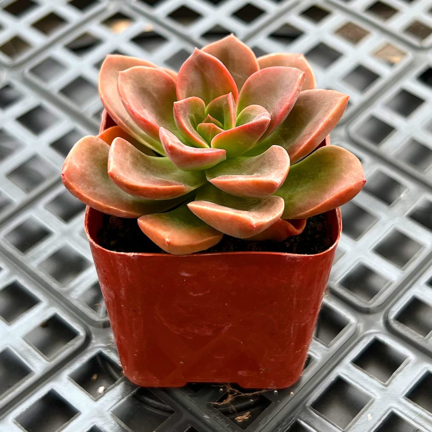 Lithops & Succulent Collection