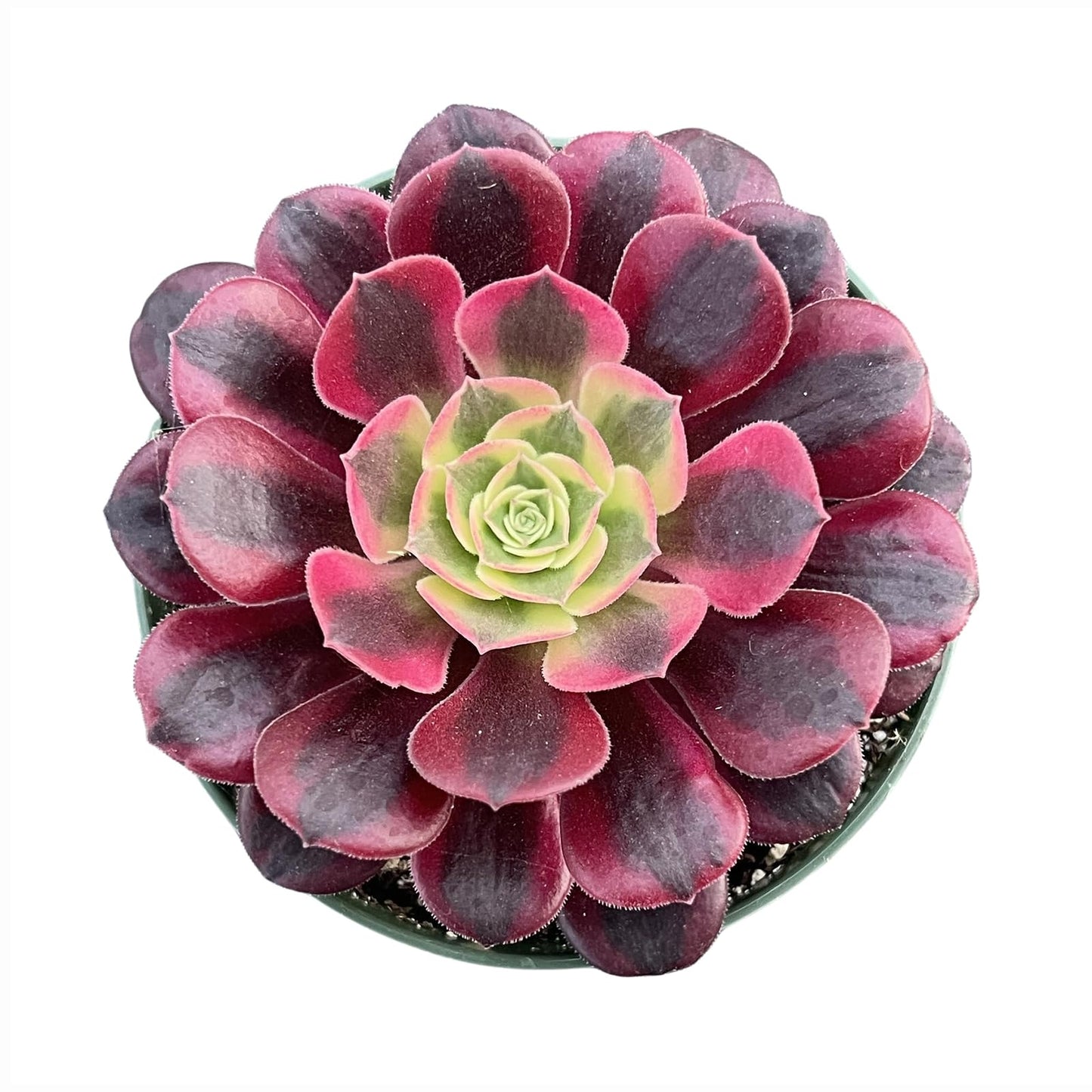 4" Trailing Succulents