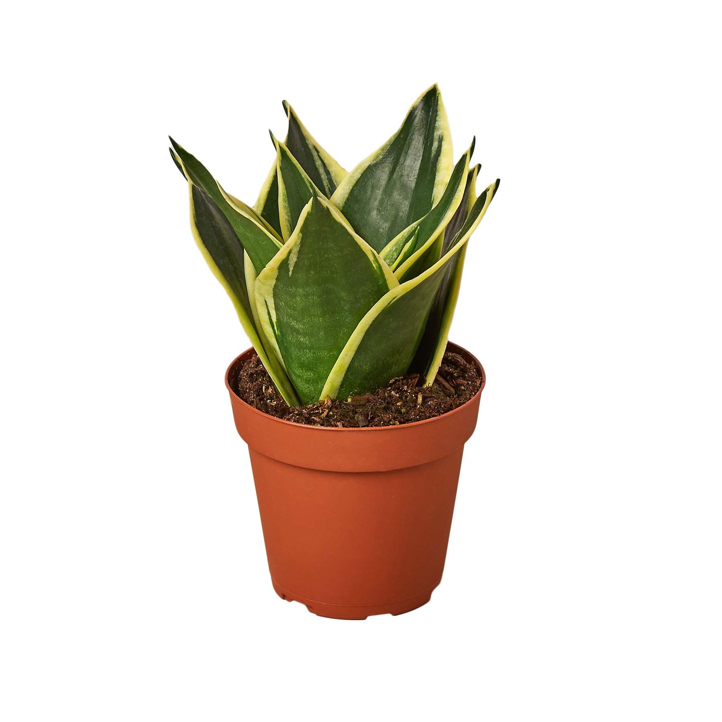 Snake Plants