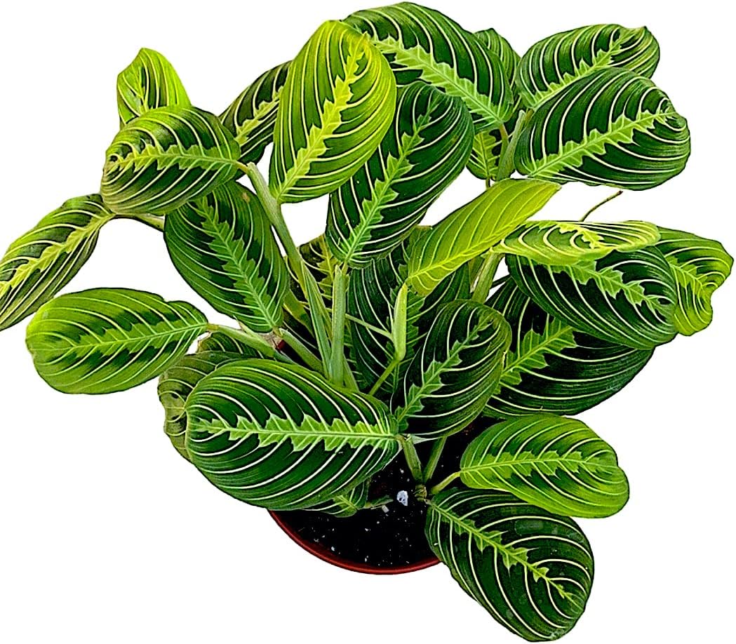 Lemon Lime Prayer Plant Maranta