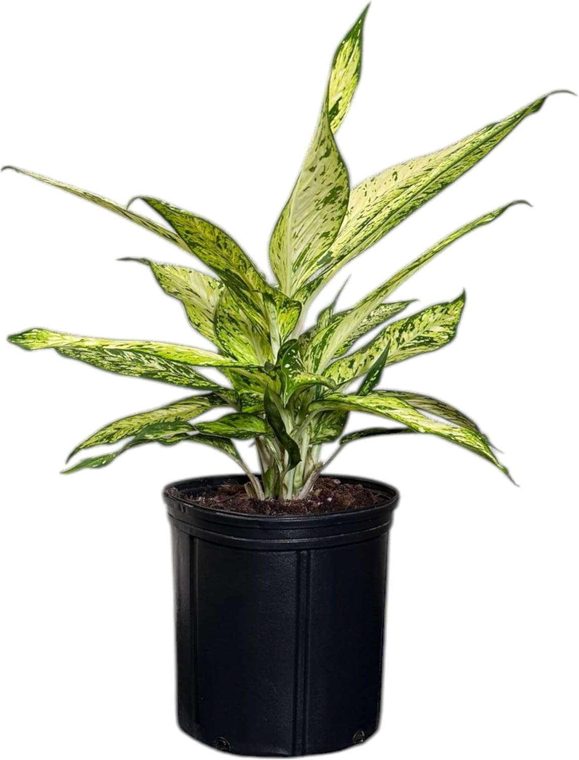 Dieffenbachia Starbright Live Plant, Indoor/Outdoor, 10-inch Pot, Yellow and Green