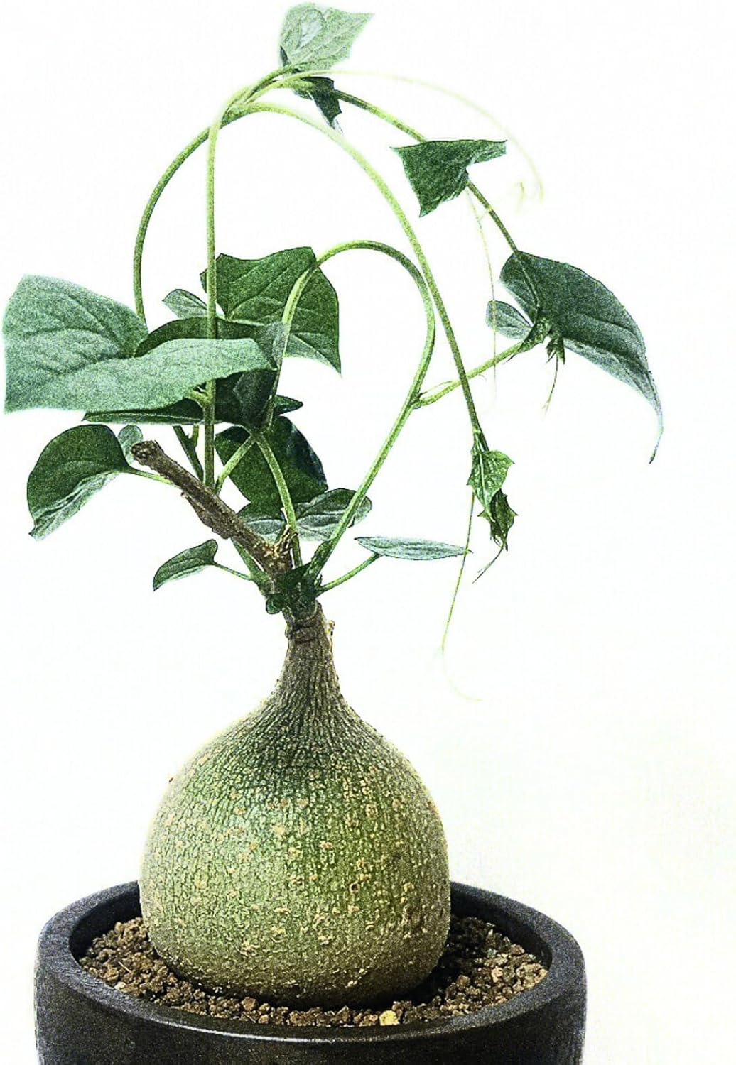 Live Gerrardanthus Macrorhizus – Rare Succulent Caudex Plant