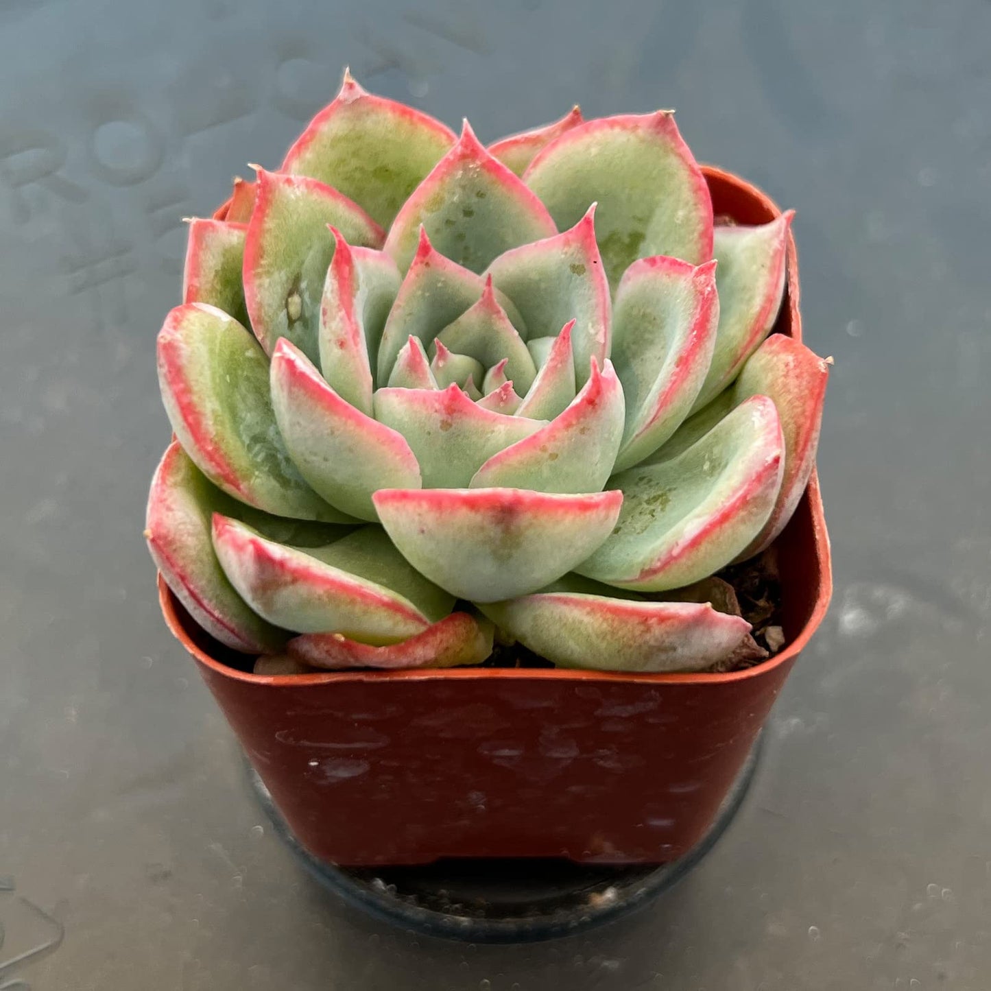 Sprout N Green Echeveria Minima, 1 Live Mini Succulent Plant Fully Rooted in 2 inch Starter Pot, Real House Plant for Indoor Outdoor Home Office Wedding Decoration Party Favor