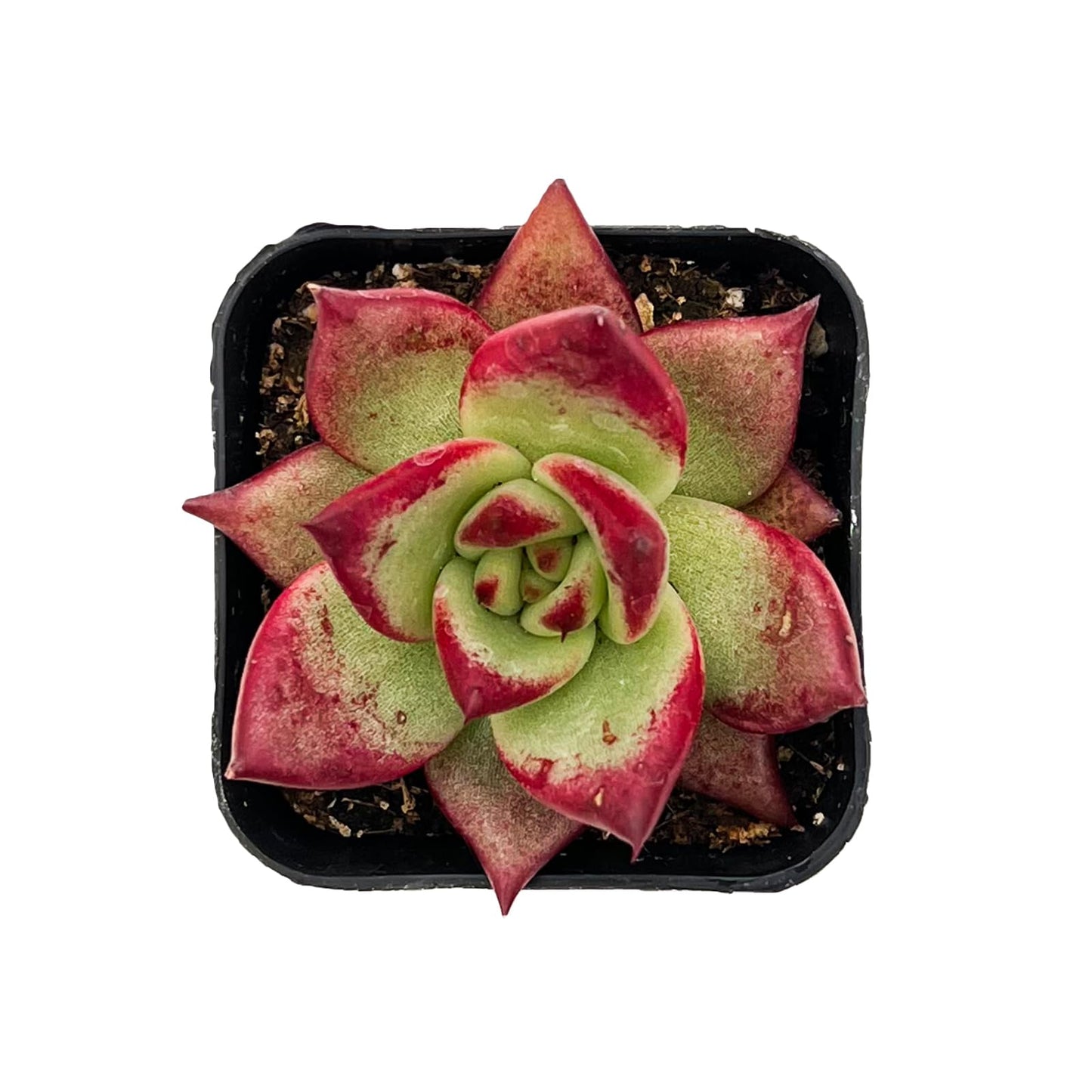 Lithops & Succulent Collection