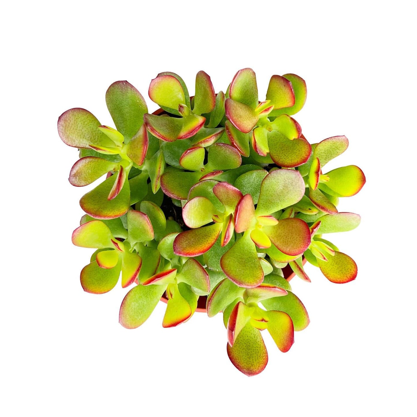 4" Trailing Succulents