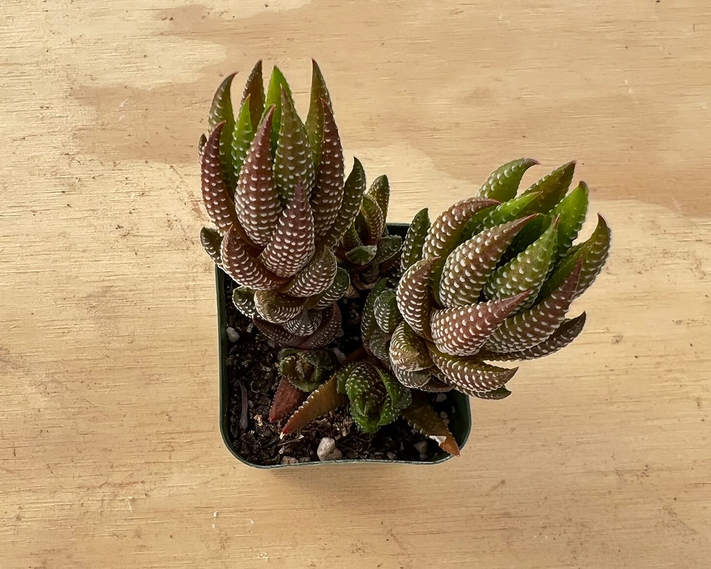 Lithops & Succulent Collection