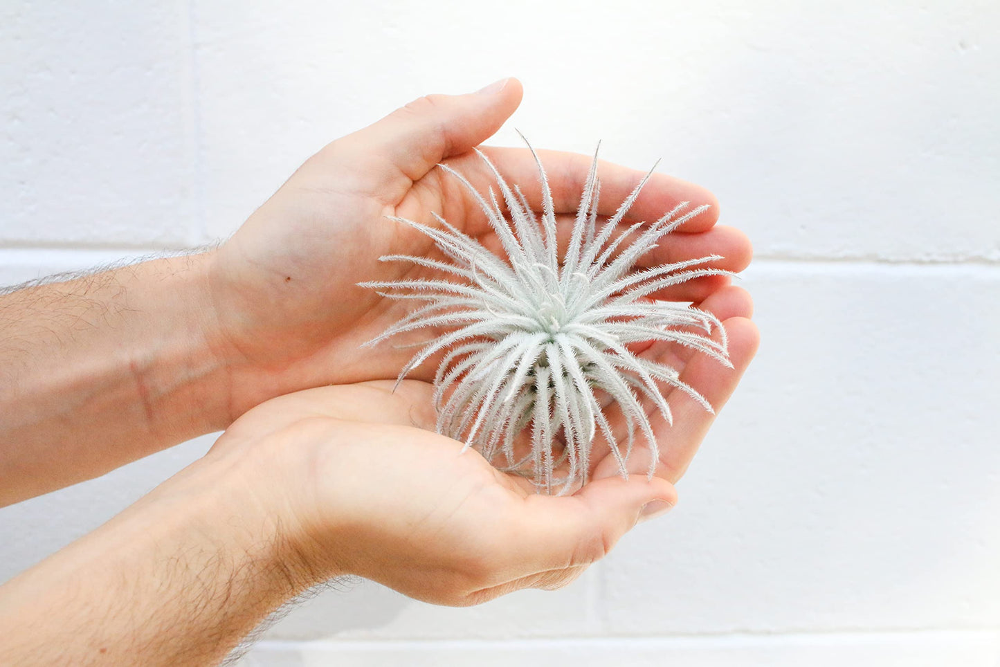 Jumbo Tectorum Ecuador Air Plant