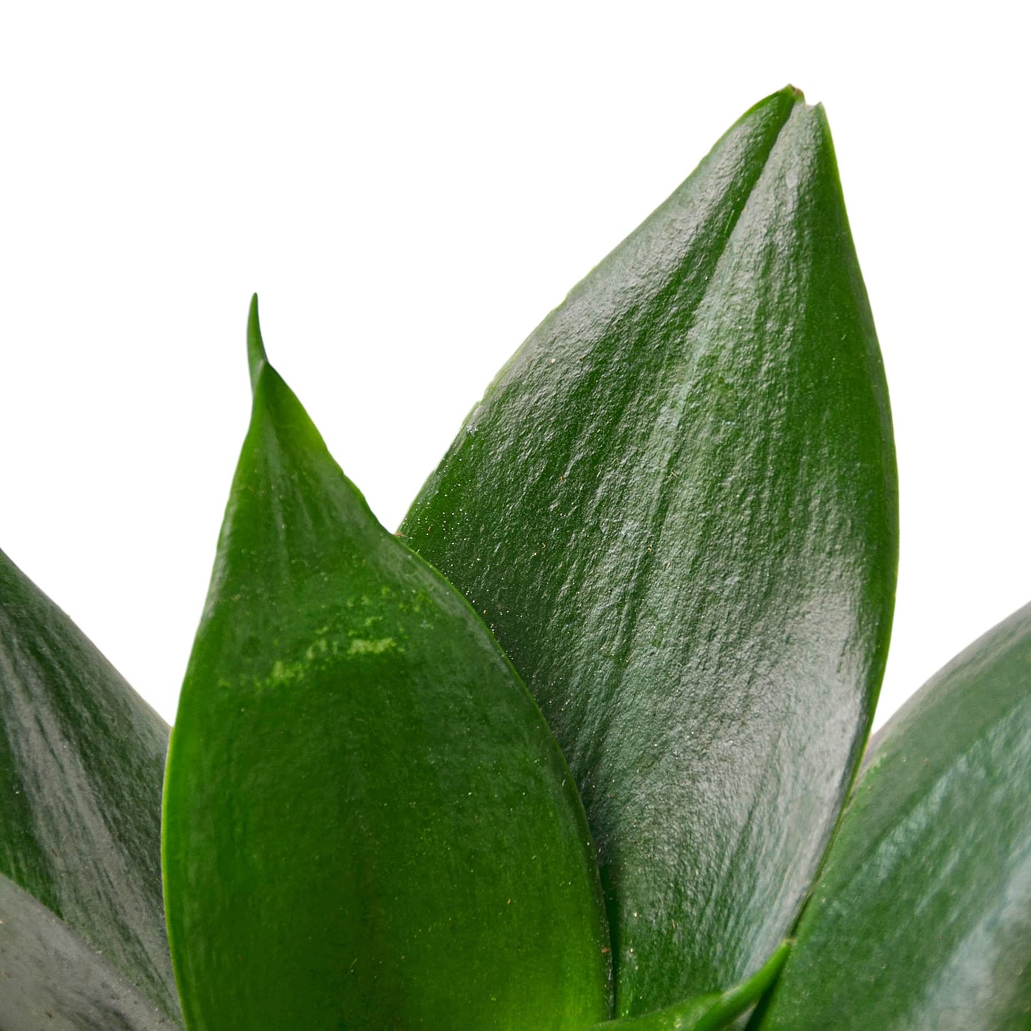 Snake Plants