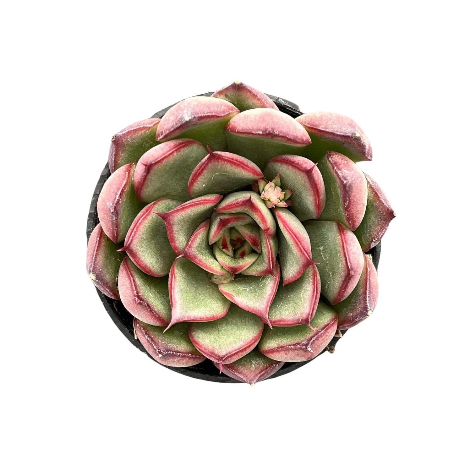 Sprout N Green Echeveria Minima, 1 Live Mini Succulent Plant Fully Rooted in 2 inch Starter Pot, Real House Plant for Indoor Outdoor Home Office Wedding Decoration Party Favor
