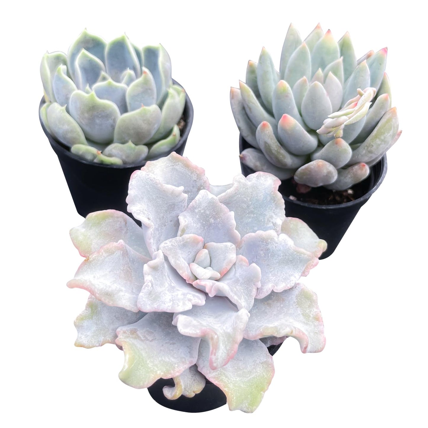 Lithops & Succulent Collection